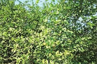 新利luck18,油茶莳植生产加工销售,植物油莳植生产加工销售