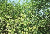 新利luck18,油茶莳植生产加工销售,植物油莳植生产加工销售